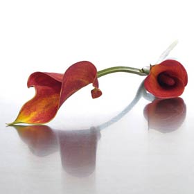 Boxed Calla Lillies Ruby Red